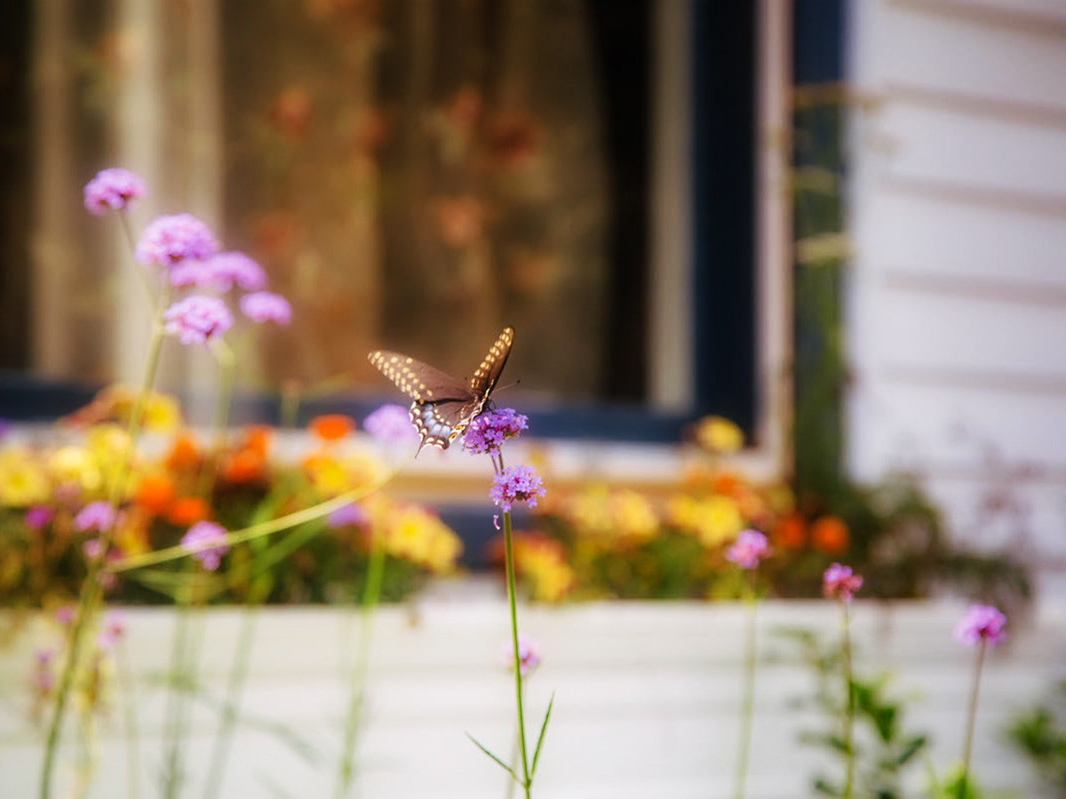 The Garden that Came with a House