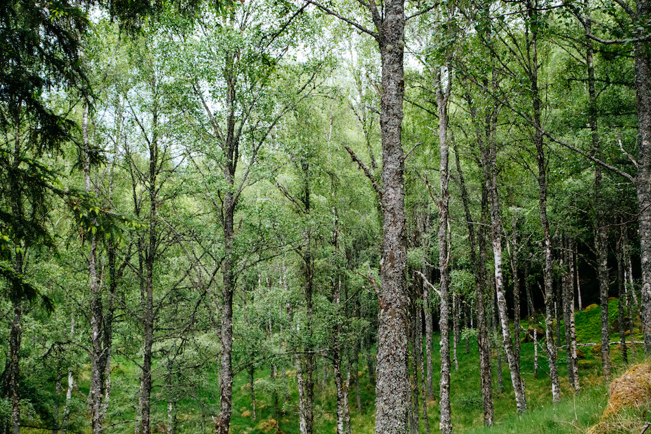 Hoop Jumping and Birch Swinging